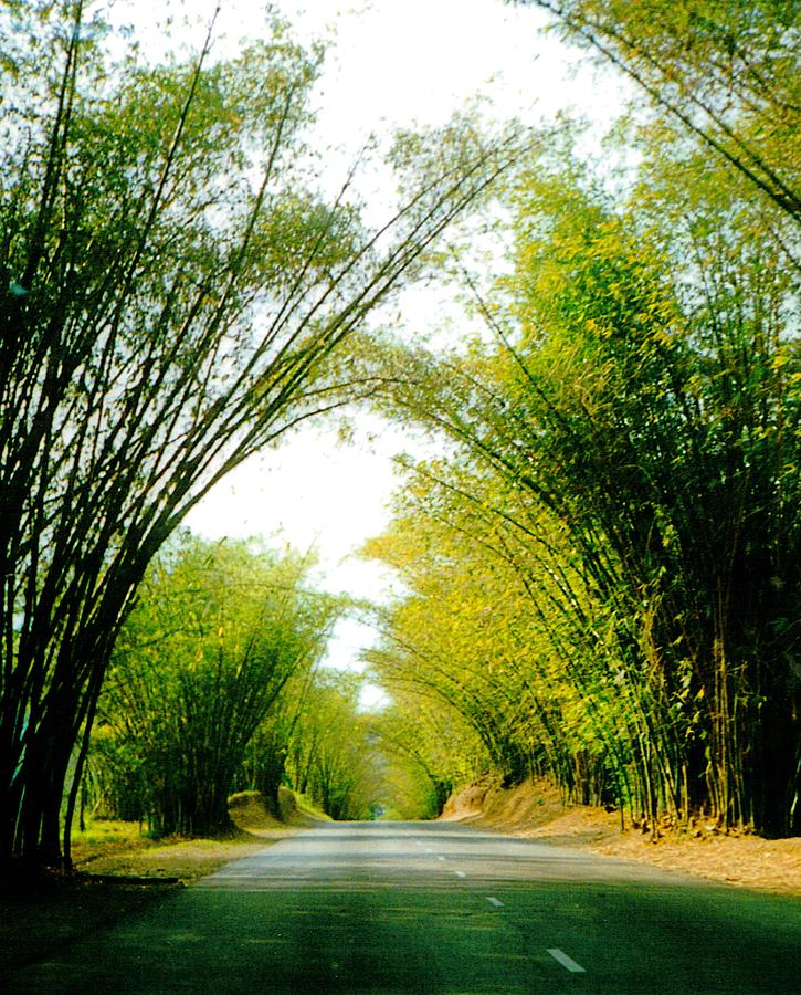 Holland Bamboo Jamaica Photograph by Debbie Levene Pixels