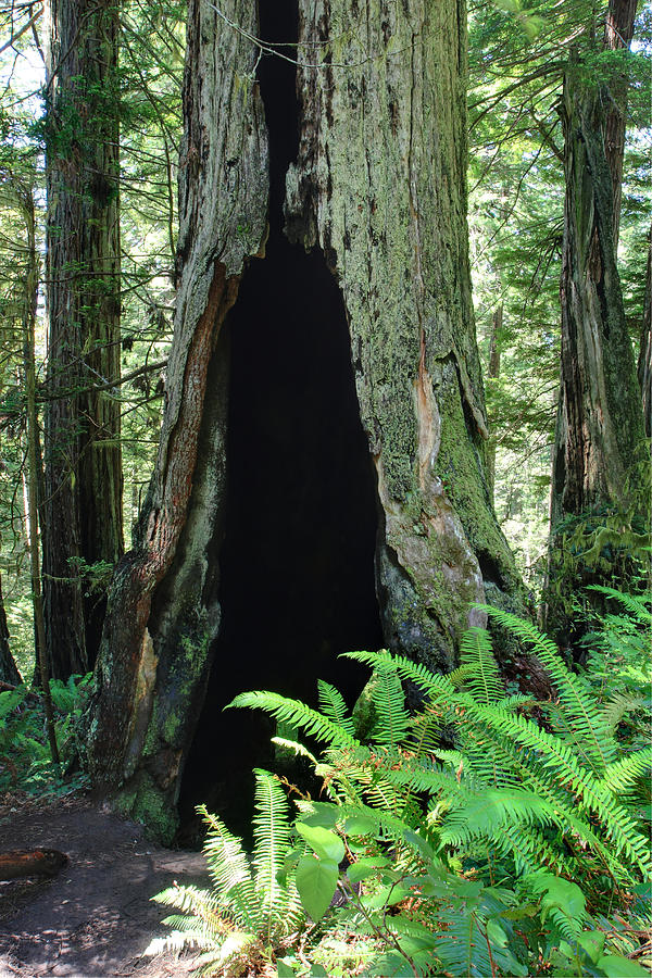 Hollow Giant Redwood tree Photograph by Pierre Leclerc Photography