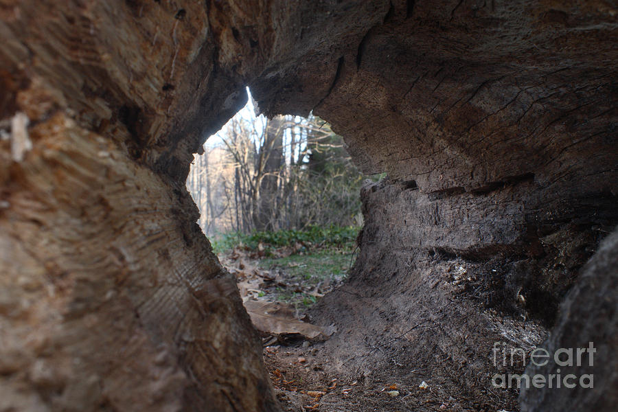 Tree Photograph - Hollow Log by Ted Kinsman