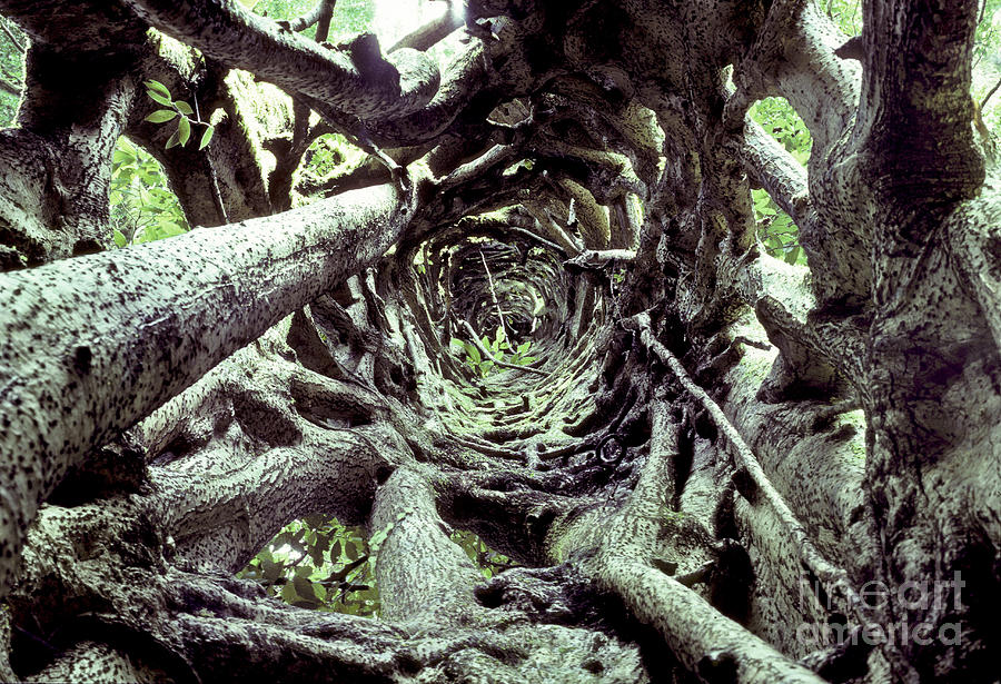 Hollow Trunk Of Strangler Fig Photograph by Greg Dimijian