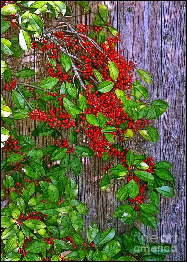 Holly Berries Photograph by Judi Bagwell