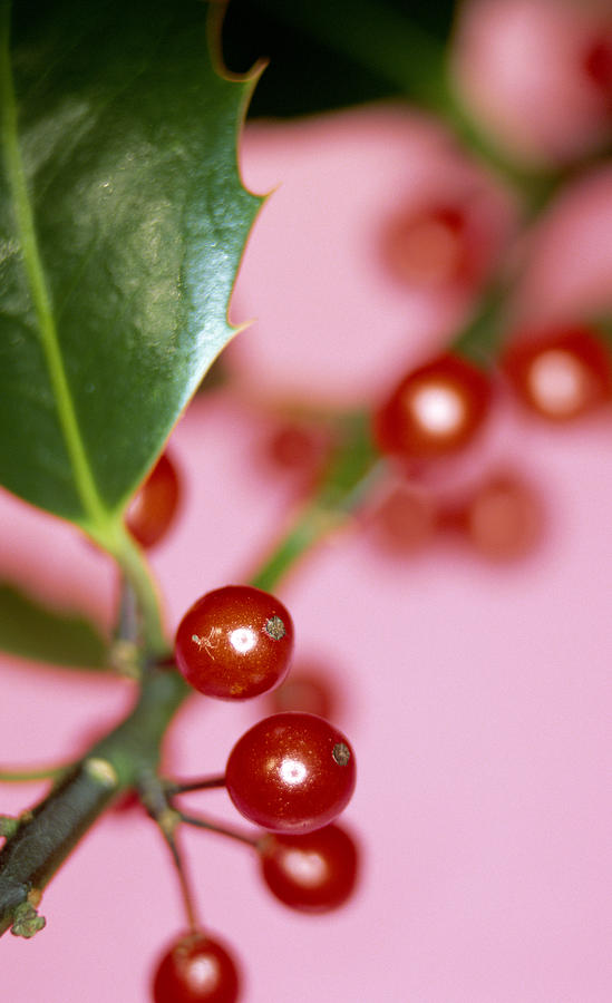 Holly Berries Photograph by Lawrence Lawry - Fine Art America