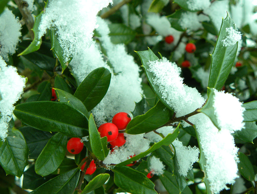 Holly In Snow Photograph by Sandi OReilly - Pixels