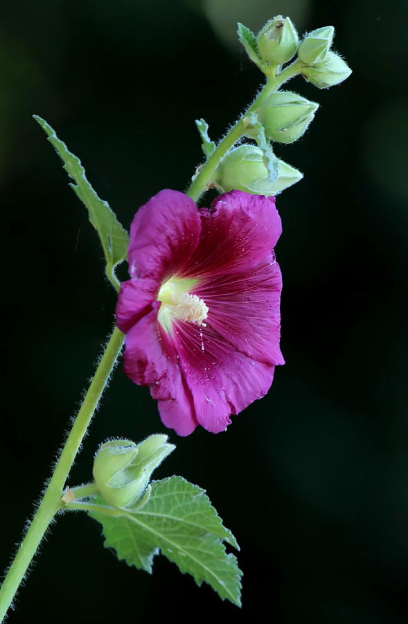 Nature Photograph - Hollyhock by Angie Vogel