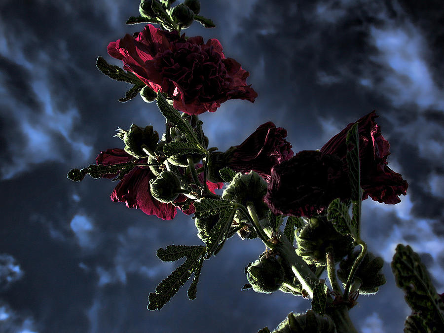 Flower Photograph - Hollyhock by Bonnie Bruno