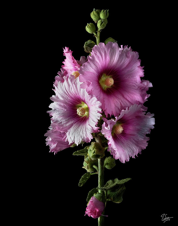 Flower Photograph - Hollyhock by Endre Balogh