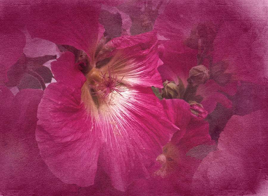 Hollyhock in Pink Photograph by Richard Cummings