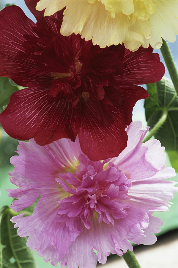 Nature Photograph - Hollyhocks by Archie Young