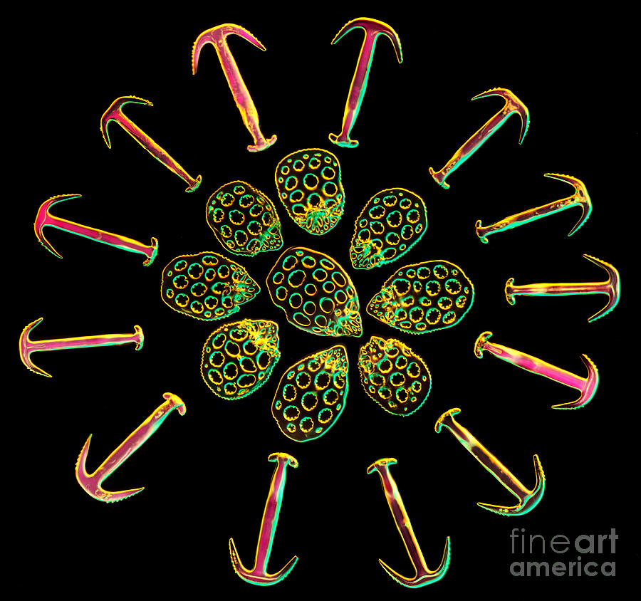 Spicules Photograph - Holothurian Plates and Anchors by M I Walker