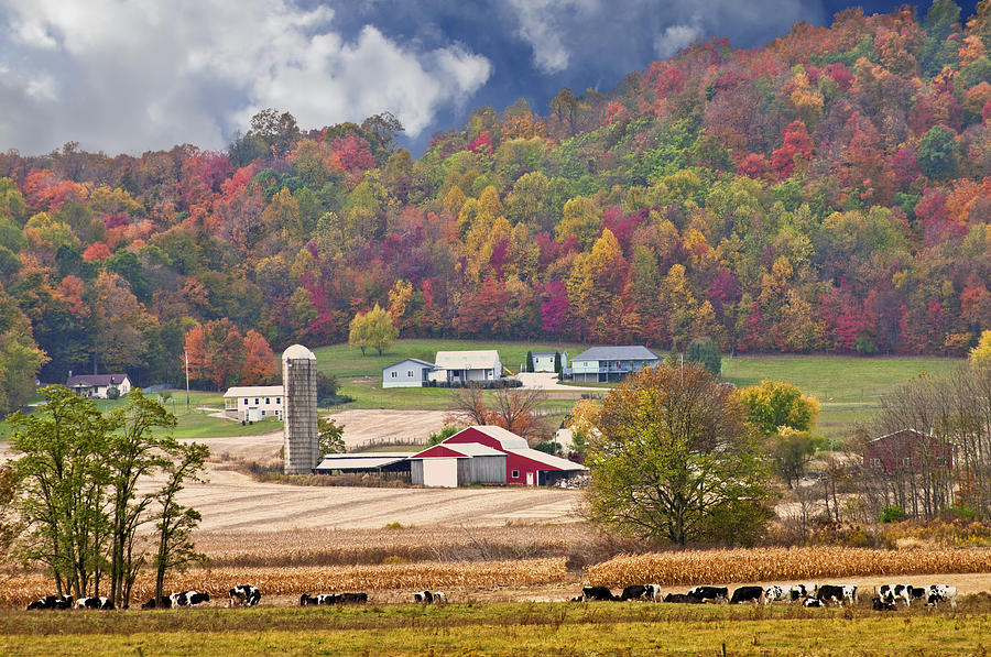 Fall Photograph - Holstein Cattle Farm by Randall Branham