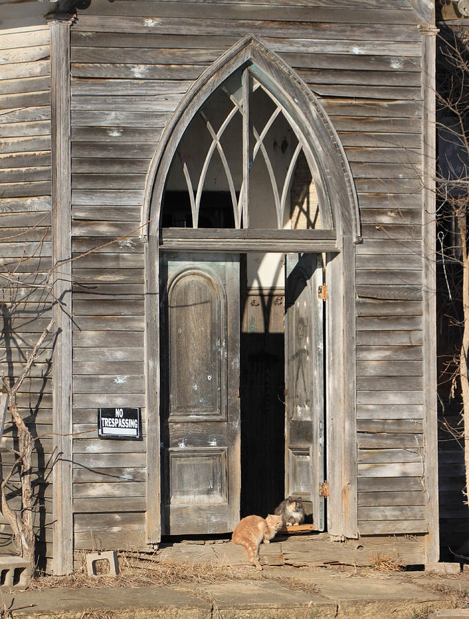 Holy Haven for Cats Photograph by J Laughlin