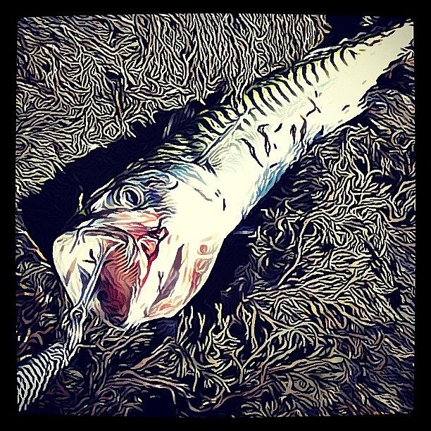 Fish Photograph - Holy Mackerel! #mackerel #fish #fishing by Robert Campbell