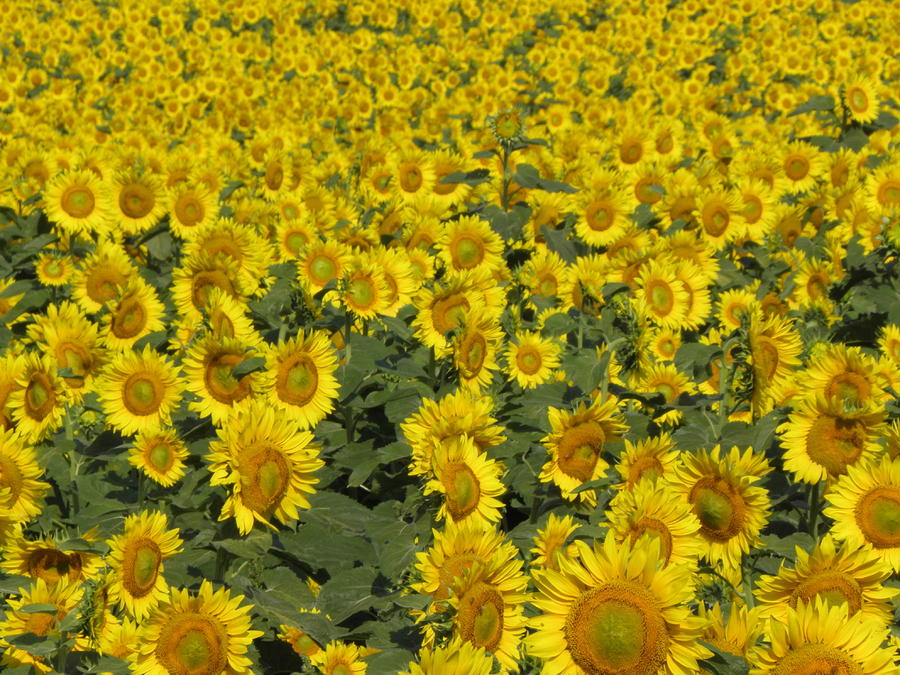 Holy Sunflowers Photograph by Kim Galluzzo