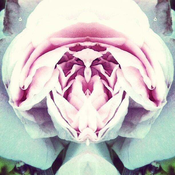 Abstract Photograph - Homage To Georgia Okeeffe - Pink Rose by Marianne Dow
