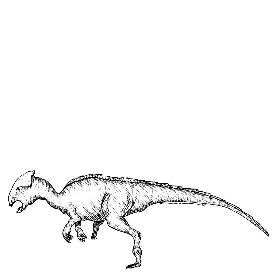 Nature Drawing - Homalocephale - Dinosaur by Karl Addison