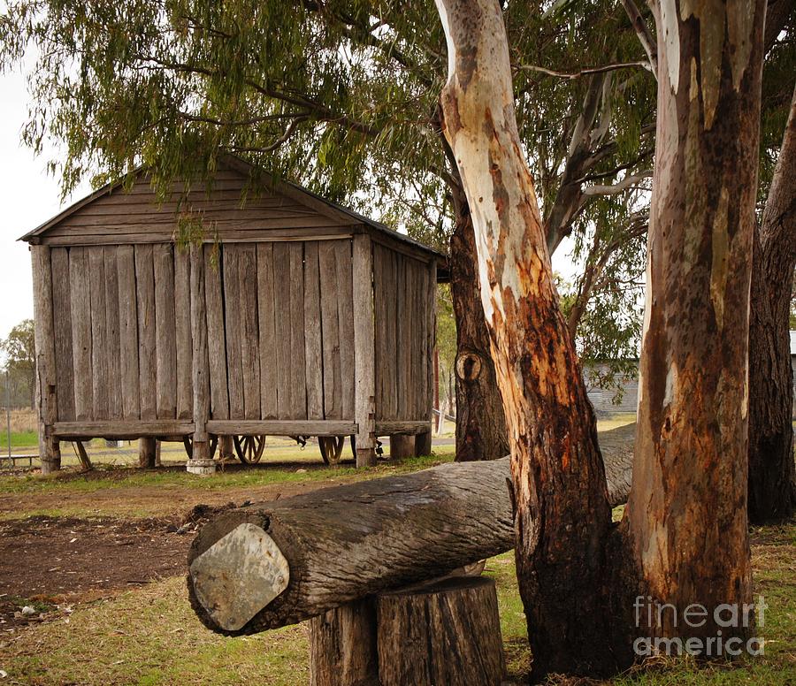 Home Among The Gum Trees Photograph by Therese Alcorn