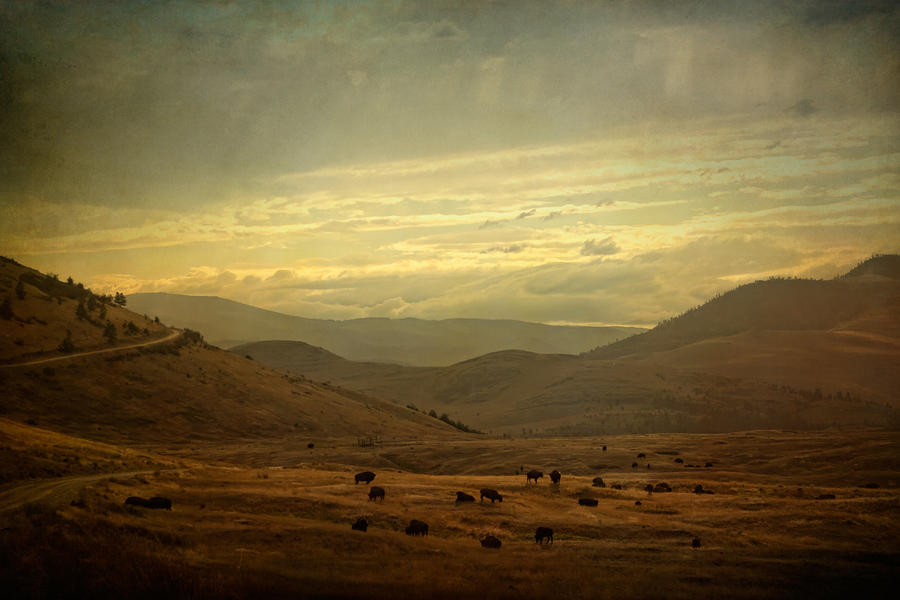 Home on the Range Photograph by Jane Kaufman Home on the Range Photograph by Jane Kaufman