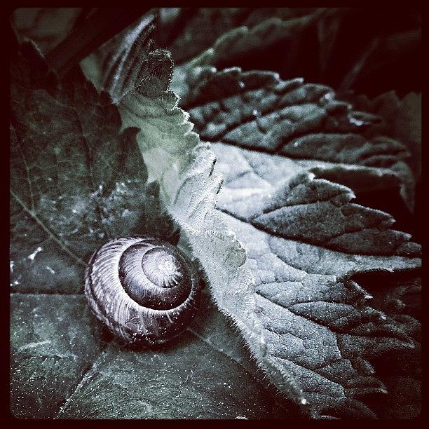 Nature Photograph - Home Sweet Home!  #snail #snail_porn by Robert Campbell