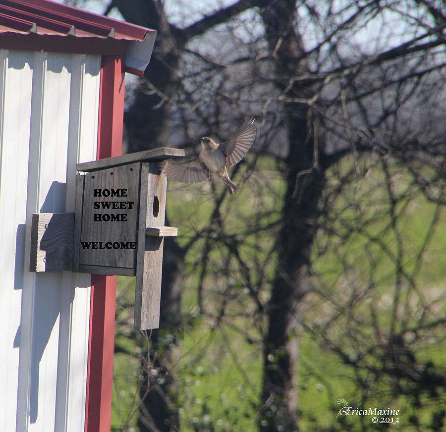 Sparrow Photograph - Home Sweet Home-welcome by Ericamaxine Price