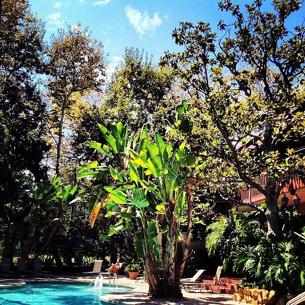 Nature Photograph - #home #trees #nature #blue #sky #pool by Ray Jay