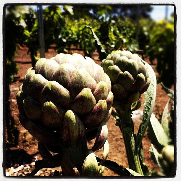 Spring Photograph - Homegrown Artichokes by Crystal Peterson