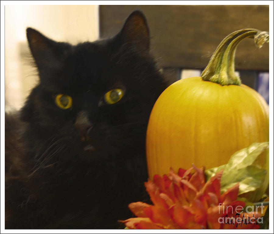 Black Cat and Pumpkin Photograph by Carol F Austin