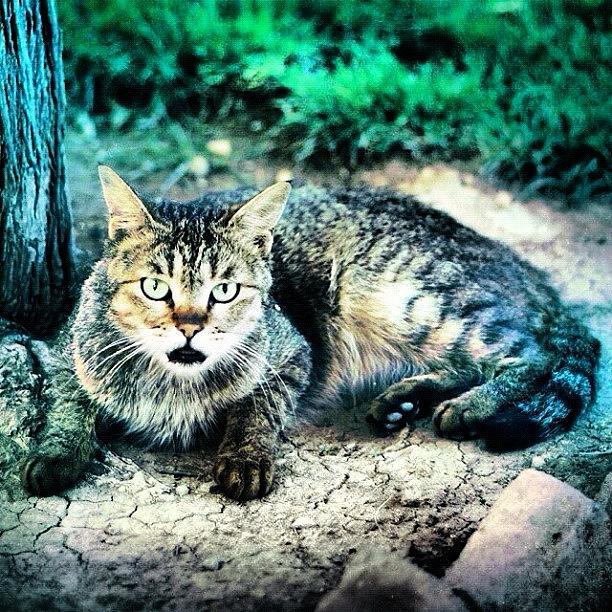 Cat Photograph - Homeless Cat In Tehran.#iphone4only by Mehdi Shahmardi