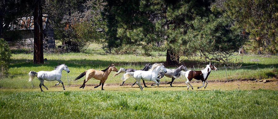 Homestead Horses Photograph by Steve McKinzie - Fine Art America