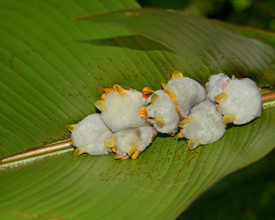Honduran White Bats Photograph by Tony Beck