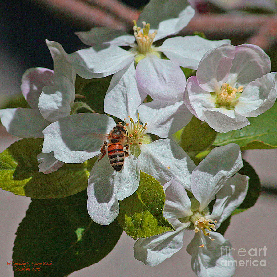 Honeybee and Apple Tree Blossom Photograph by Kenny Bosak