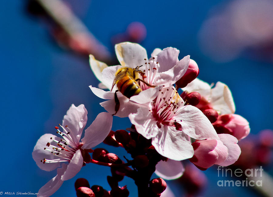 Honey Bee And Blossom Photograph