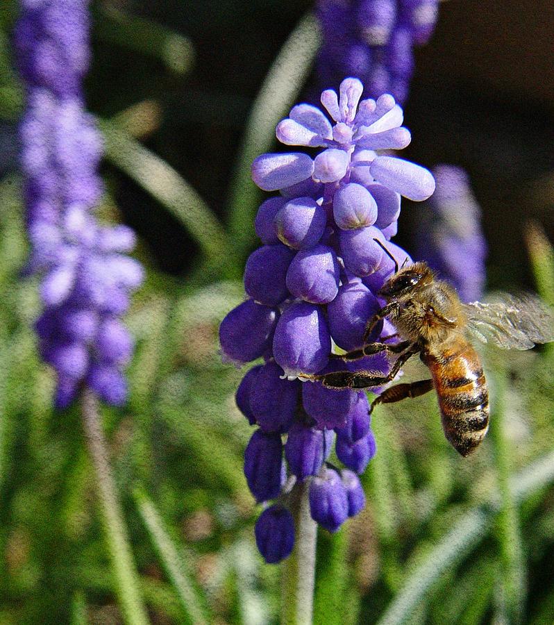 Honey Bee and Grape Hyacinth Photograph by Chris Berry