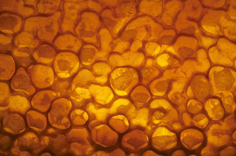 Honey Bee Apis Mellifera Honeycomb Photograph by Heidi & Hans-Juergen Koch