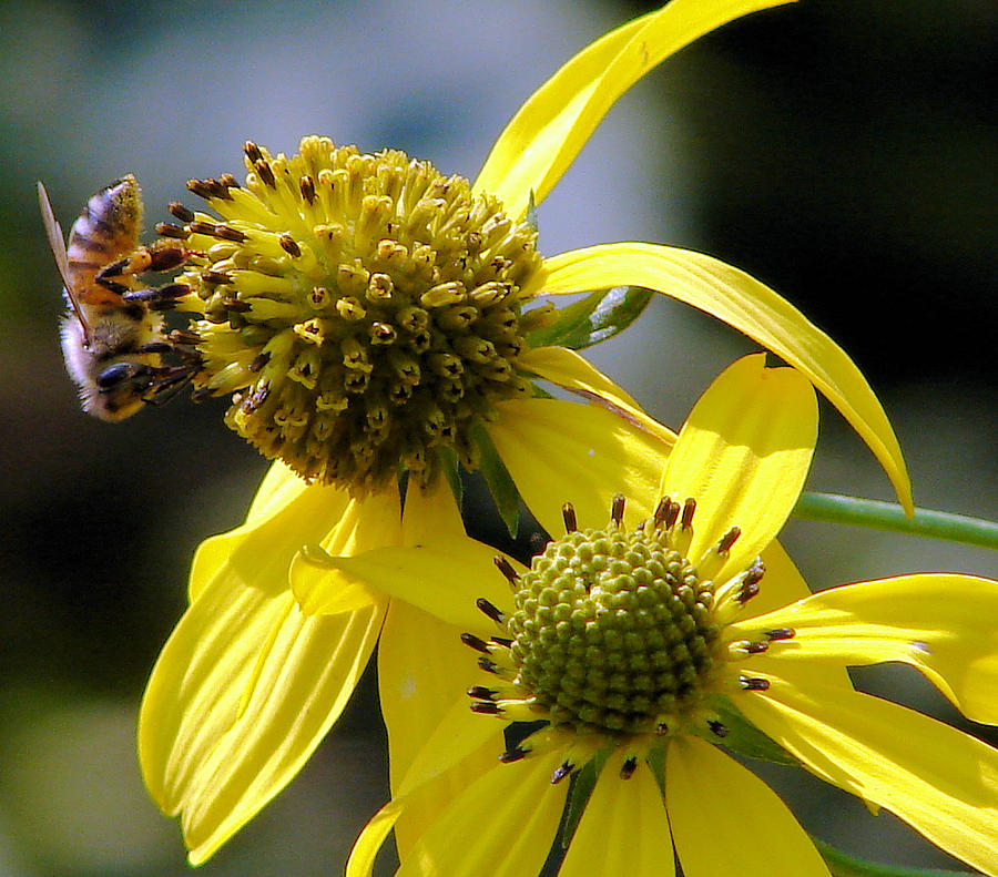 Honey bee Photograph by Brian Stevens