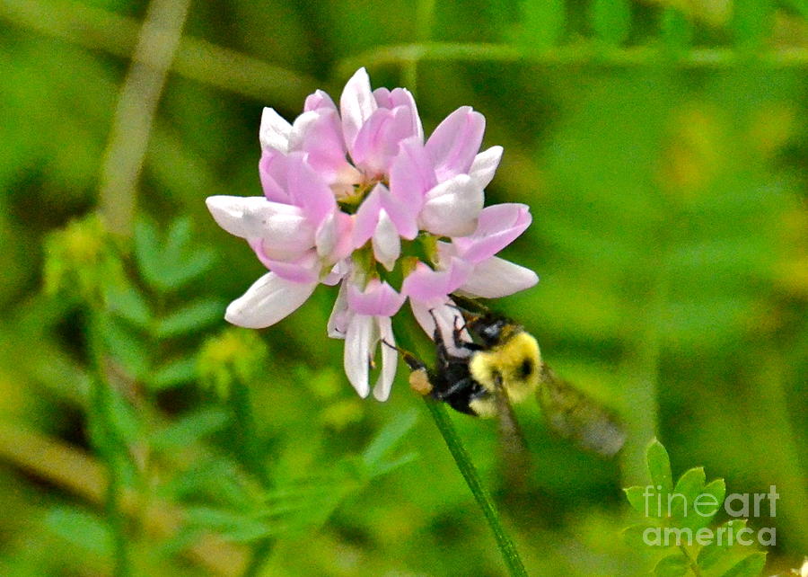 Honey Bee Photograph by Carol  Bradley