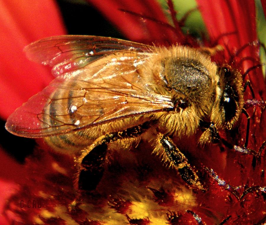 Honey Bee Photograph by Chris Berry
