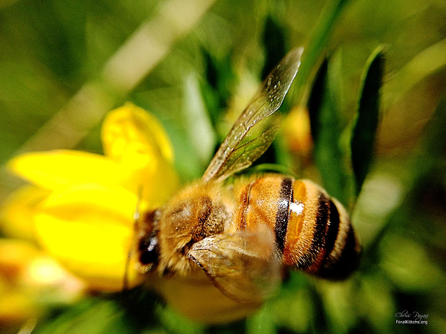 Honey Bee Photograph by Chriss Pagani