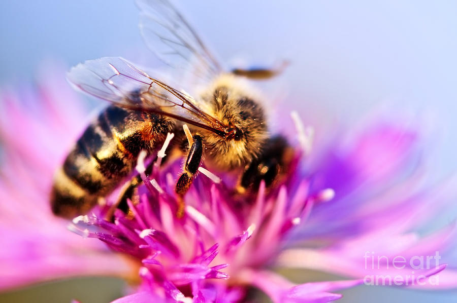 Insects Photograph - Honey bee  3 by Elena Elisseeva