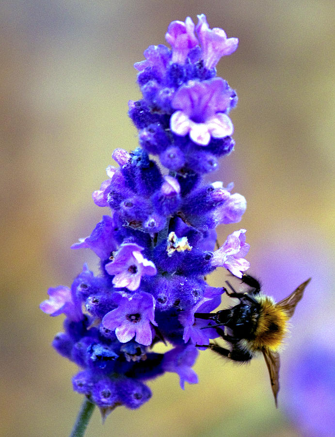 Nature Photograph - Honey Bee Feeding by Darren Burroughs