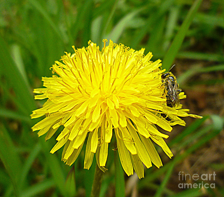 Honey Bee Full of Pollen Photograph by Renee Trenholm