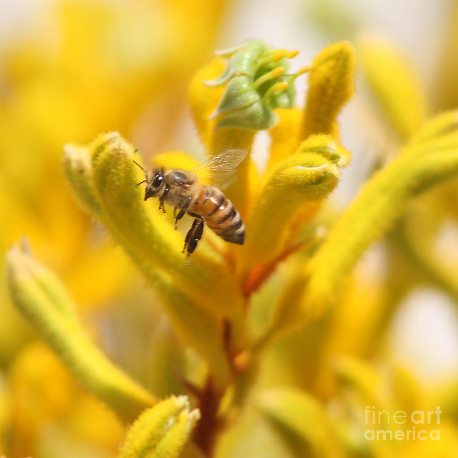 Honeybee in Flight Over Yellow Kangaroo Paw Flowers Photograph by Kenny Bosak