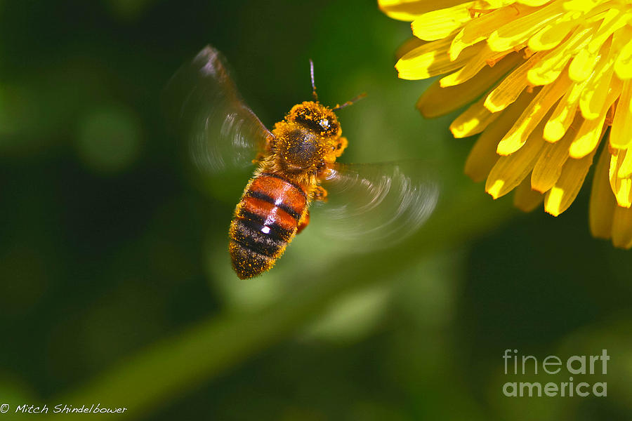 Flowers Still Life Photograph - Honey Bee In Flight. by Mitch Shindelbower