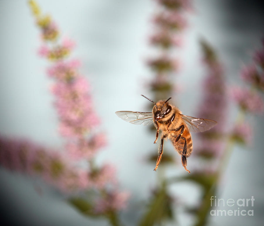 Animal Photograph - Honey Bee In Flight by Ted Kinsman
