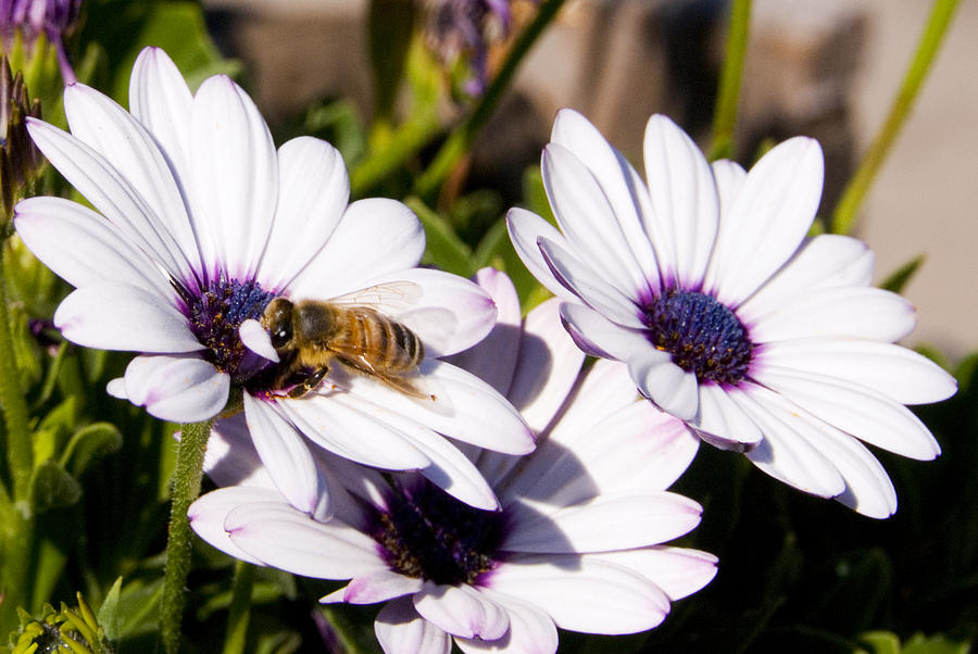 Honey Bee on Blue Eyed Daisies Photograph by Anthony Citro