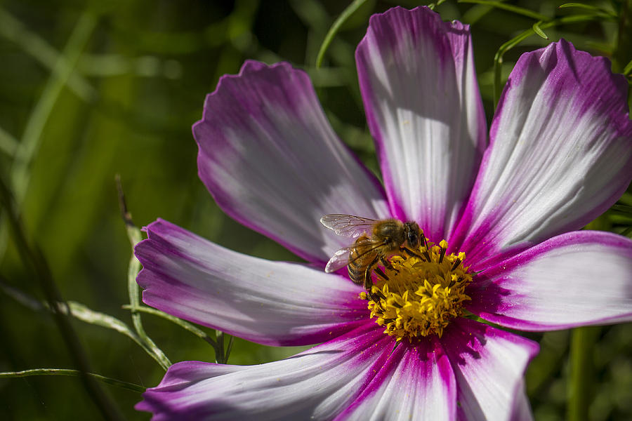 Honey Bee on Candy Stripe Cosmos Photograph by Clare Bambers