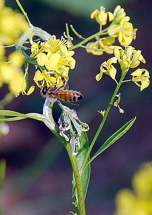 Honey Bee On Mustard Flower Photograph by Johnson Moya - Fine Art America