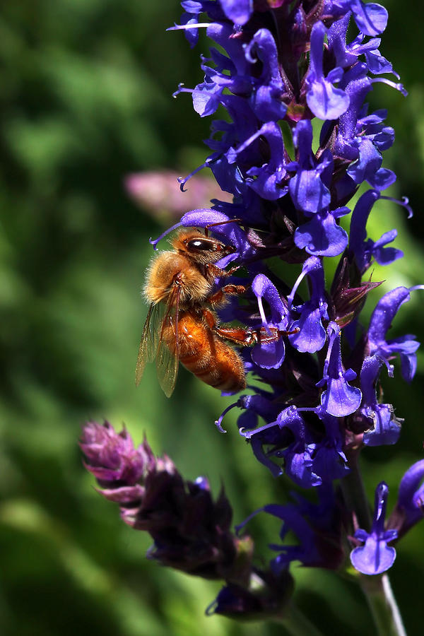 Honey Bee On Purple Wildflower Photograph by Tracie Schiebel