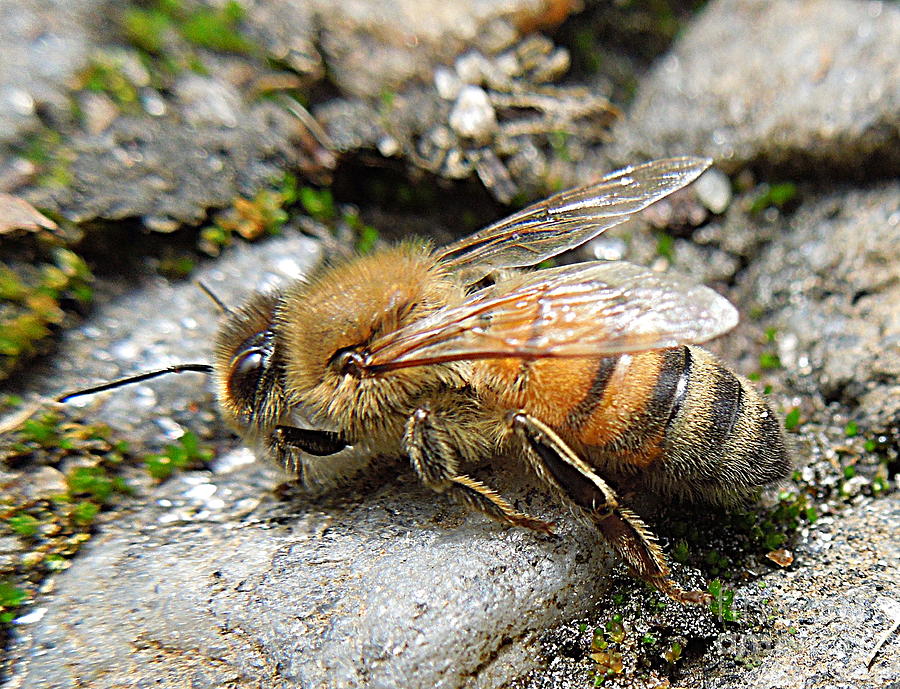 Honey Bee on Rocks Photograph by Renee Trenholm