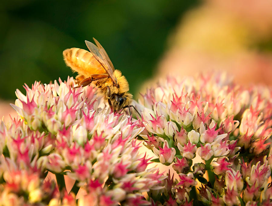 Honey Bee On Sedum Photograph by Bill Pevlor