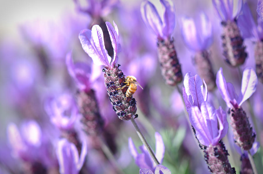 Honey Bee on Spanish Lavender Photograph by Brandon Bourdages